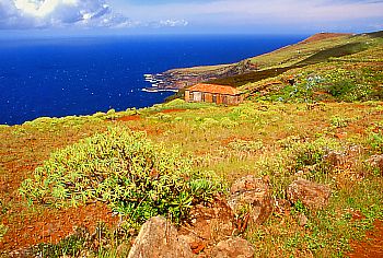 Einsamer Bauernhof mit Drachenbäumen an der Nordküste La Palmas
