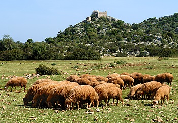 Schafherde vor genuesischer Burg aus dem Spätmittelalter