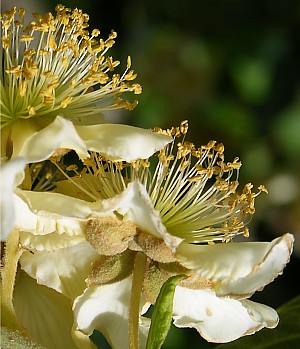 Kiwi flowers