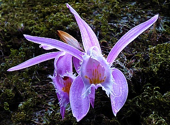 Orchideen auf der Rinde alter Baumriesen