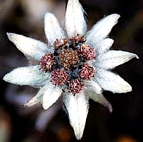 Edelweiss auf der Alm oberhalb des Everest View Hotels