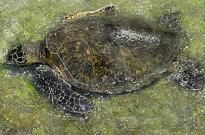 Schildkröten im Kahalu'u Beach Park in Kailua Kona