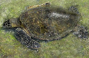 Schildkröten im Kahalu'u Beach Park in Kailua Kona