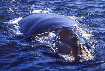 Whale Watching in der Fundy Bay