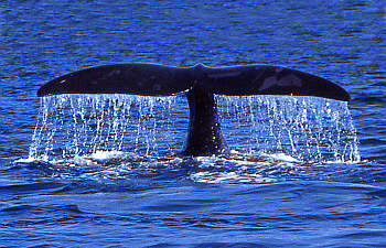 Buckelwal Whale watching