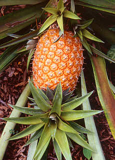 Ananas Staude