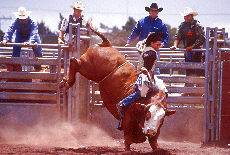 Bullriding auf dem Rodeo