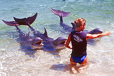 Delphinshow