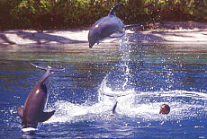 Delphinshow