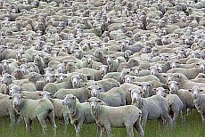 Schafe so weit das Auge reicht