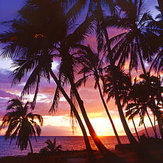 Sonnenuntergang unter Palmen
