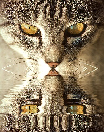 Spiegelung Katzenaugen eCard