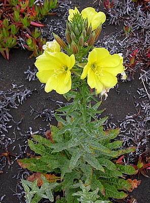 Erste Blumen in der Vulkanasche
