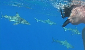Schwimmen mit Riffhaien, Sharkfeading
