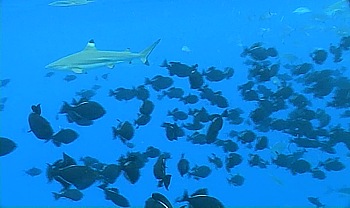 Sharkfeading, Schwimmen mit Riffhaien