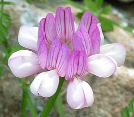 Seltene Blumen auf dem Likya Yolu