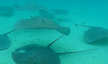 Neugierige Mantas zum Streicheln