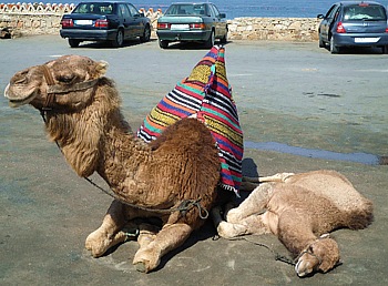 Kamelmama mit Jungem auf dem Parkplatz der Herkules Grotte bei Tanger