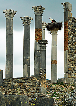 Rmische Sulen von Volubilis mit brtenden Strchen