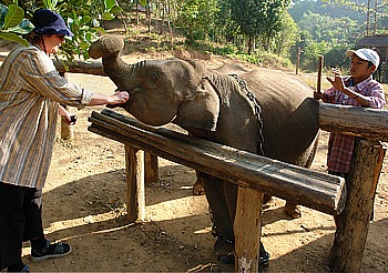 Elefantencamp nahe Nge Saung