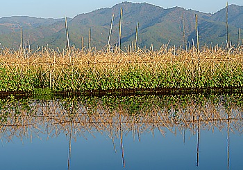 Schwimmende Gärten auf dem Inle See