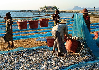Frauen trocknen Fisch im Dorf Lontha
