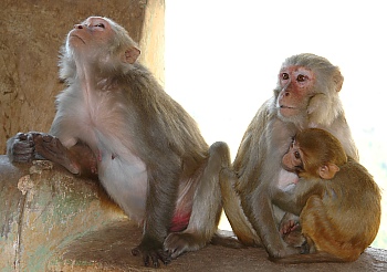 Affen am Mount Popa