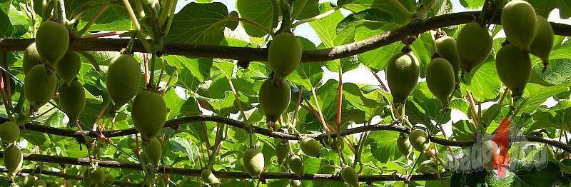 Kiwikulturen mit halbreifen Früchten