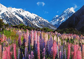 Blühende Lupinen in der Mt.Cook Region