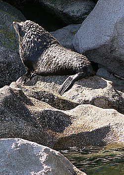 Seelöwe im Abel Tasman National Park