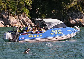 Seelöwe im Abel Tasman National Park