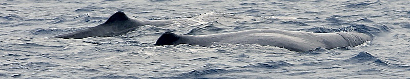 Potwalpaar vor Lajes