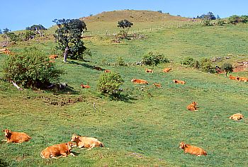 Cows are grazing on the Plaine des Cafres