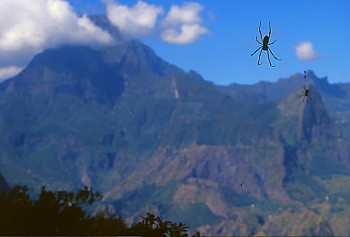 Seidenspinne auf dem Weg zum Aussichtspunkt Cap Noir