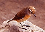 Neugieriger Vogel am Col de Taïbit