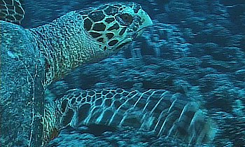Riesige Meeresschildkröte