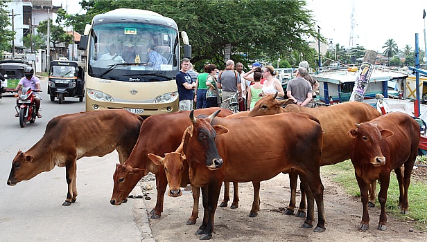 Reiseteilnehmer der 17 tgigen Sri Lanka Rundreise mit Djoser Reisebus