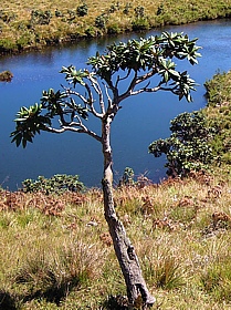 Horton Plains Nationalpark