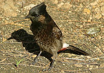 Kleiner Vogel am Venus Strand