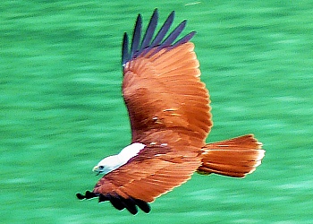 Weisskopf-Seeadler im Flug auf Tup Island