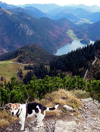 Blick vom Martinskopf am Herzogstand hinunter zum Walchensee