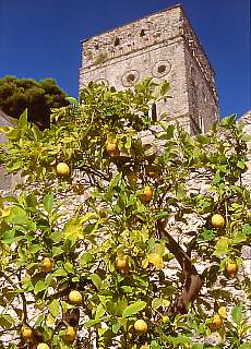 Zitronenbaum in der Villa Rufolo (April)