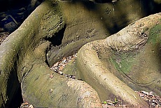Wurzeln des Schlangenbaumes