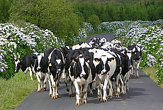 Viehherde auf dem Heimweg auf Terceira (Januar)