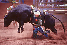 Bullriding auf dem Rodeo