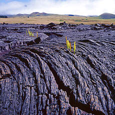 Erstarrte Lava am Mauna Kea (Februar)