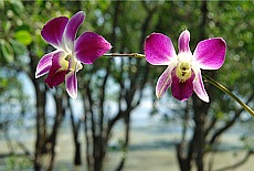 Orchideen im Mangrovenwald