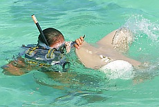 Schwimmen mit Mantas auf Bora Bora (August)