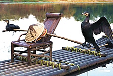 Kormoran Fischer am Li Fluss