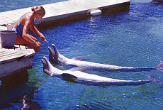 Delphinshow im im Hilton Waikoloa Village auf Big Island Hawaii